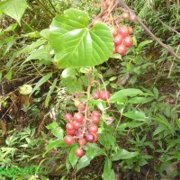 Ampelocissus indica (L.) Planch.